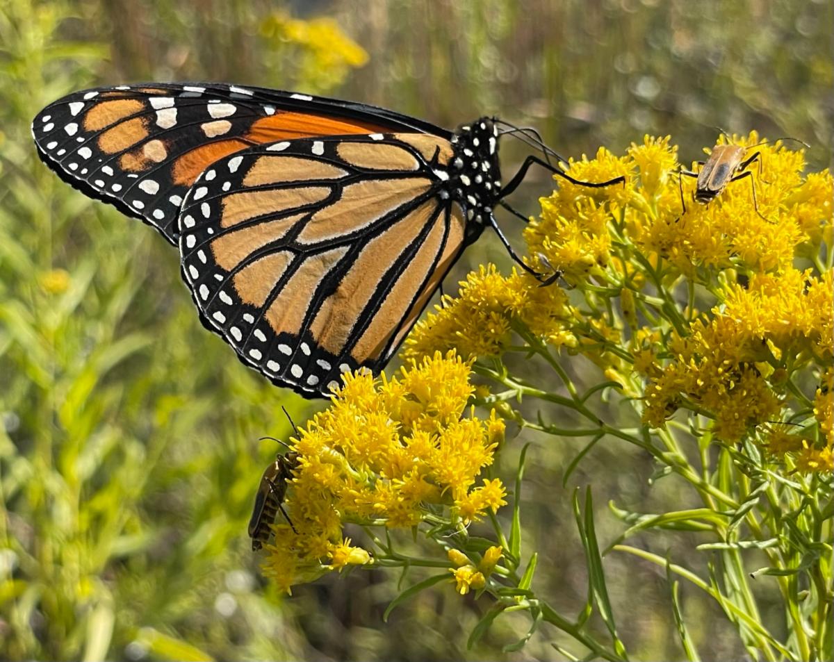 Orange and Black monarch butterfly sits upon a fluffy yellow bloom