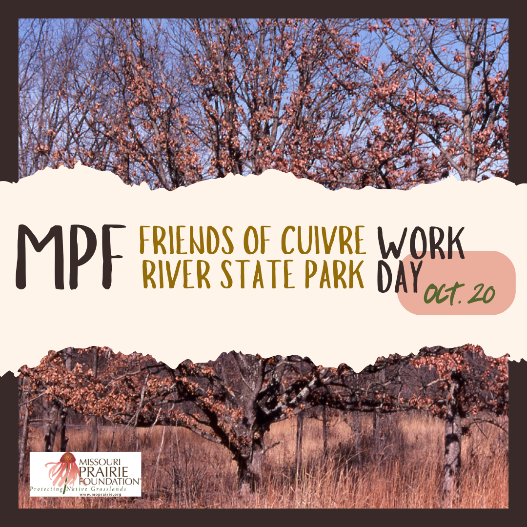 Pink and brown post oak in autumn