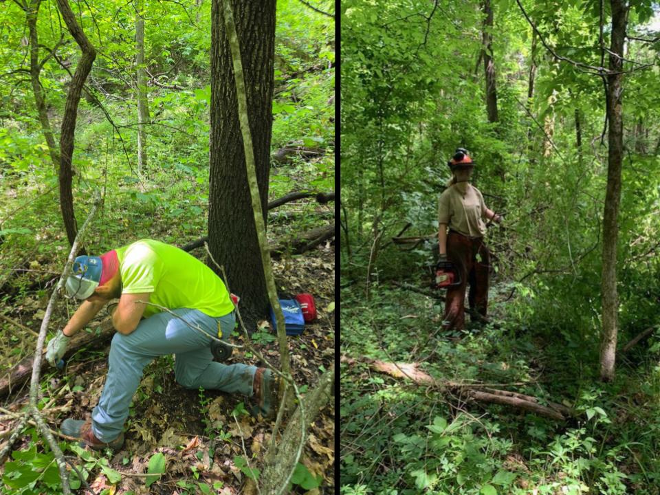 Rock Bridge State Park seasonal employees Isaiah Merry (left) uses a dauber to apply herbicide to cut stumps and Audrey Coorts operates (right) an electric chainsaw to cut  larger bush honeysuckle