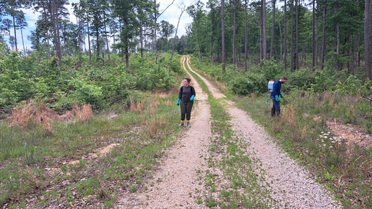 Two people controlling invasive plants along a Mark Twain Forest Service road. Dead invasive plants are visible.
