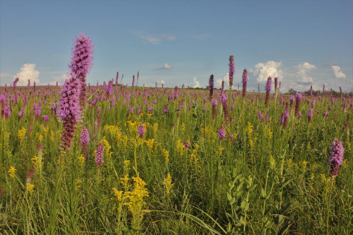 Prairie Early Spring April 11, 18 Native Plant Sales + Prairie Soils with Sam Lord Part II ...