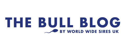 The Bull Blog
