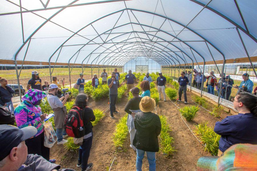 The caption reads: Ph.D. student Will Lashley shows Ginger Field Day attendees around a high tunnel full of growing ginger plants on the University Farm. N.C. A&T’s team is studying ginger propagation in high tunnels, in wooded areas, through tissue cultures and under artificial color shade. The image displays a group of people standing in a large greenhouse, surrounded by rows of green plants. The greenhouse has a white plastic roof and metal frame. The people are looking at the plants, and some are talking to each other. There are also some people standing outside the greenhouse, looking in. The ground is dirt, and the plants are growing in rows. The sun is shining brightly, and the sky is blue. The people are wearing casual clothing. The scene is peaceful and serene.  The image captures a moment of learning and observation, highlighting the importance of agricultural practices and the connection between people and the natural world.
