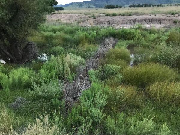 Foto de un cepillo tejido BDA instalado por la RGJV en un arroyo privado, por Gregg Elliott