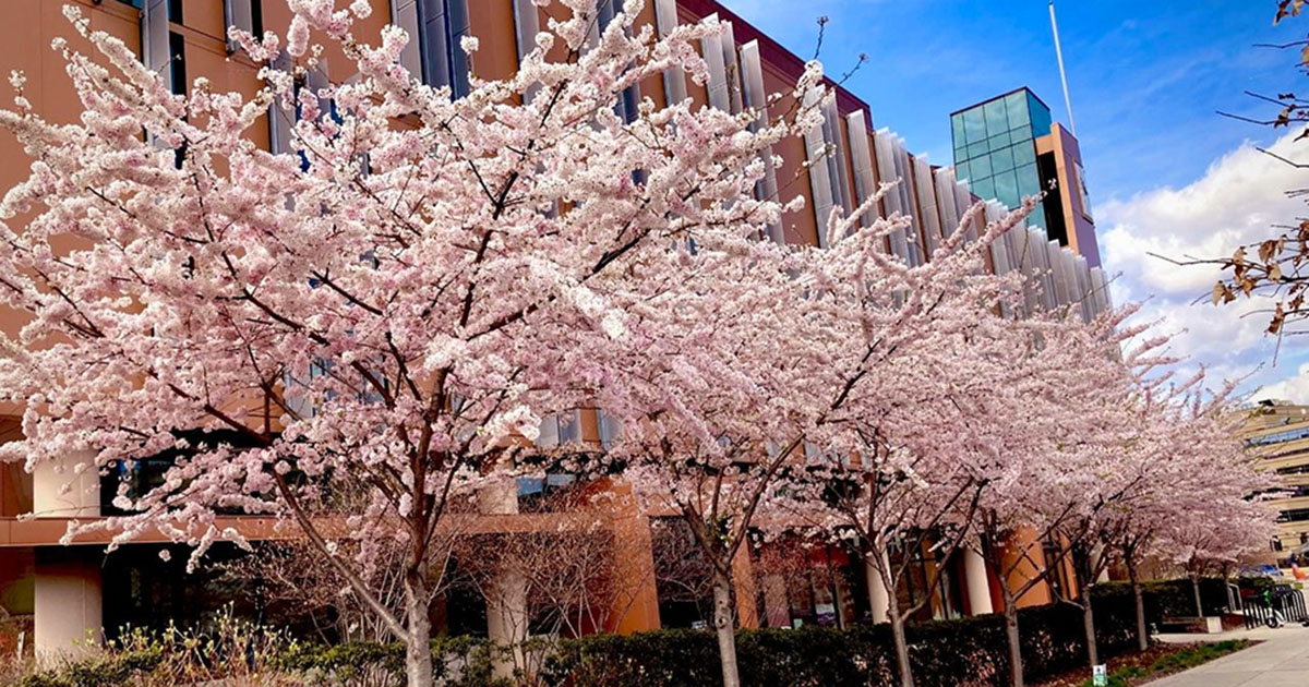 Cherry blossoms at UDC