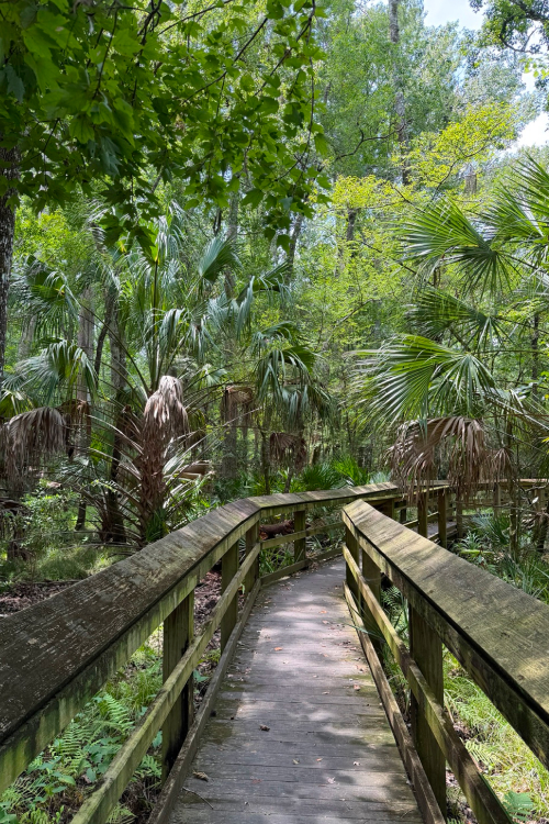 A sunlit forest trail