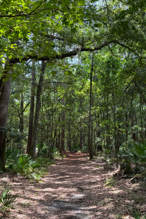 Boardwalk curving past palmettos