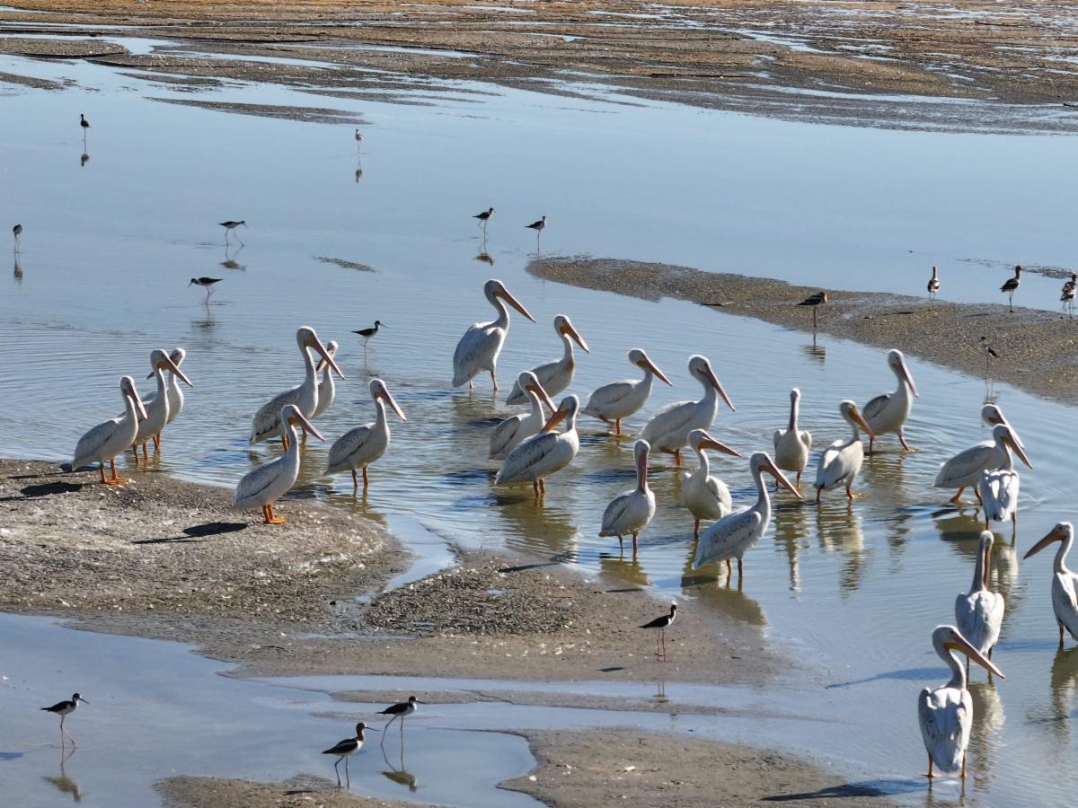 White pelicans in new Salton Sea pond habitat (right)