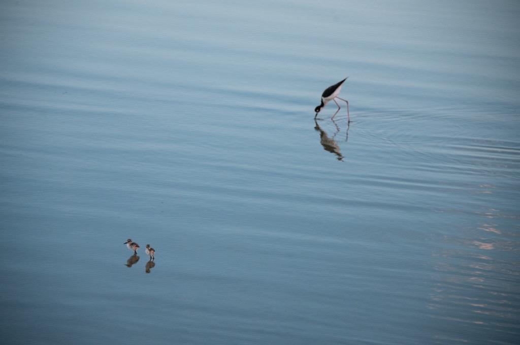 Black neck stilt birds in new Salton Sea pond habitat (left)