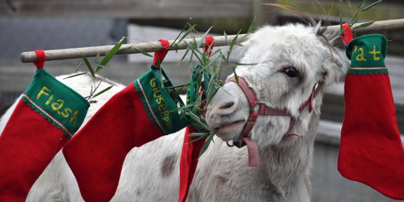 a donkey holds stockings on his head