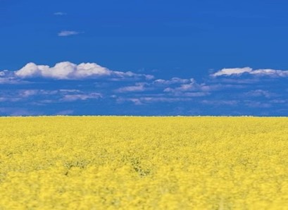 ukraine.jpg