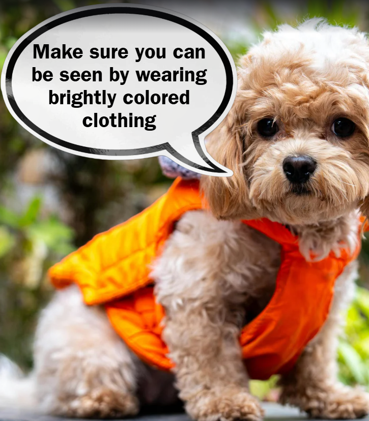 dog in an orange coat with a speech bubble that says "make sure you can be seen by wearing brightly colored clothing."