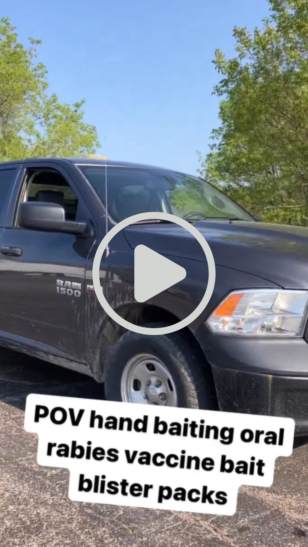 Thumbnail image to click to watch an Instagram video of a Health Department employee place oral rabies vaccine bait blister packs. 
