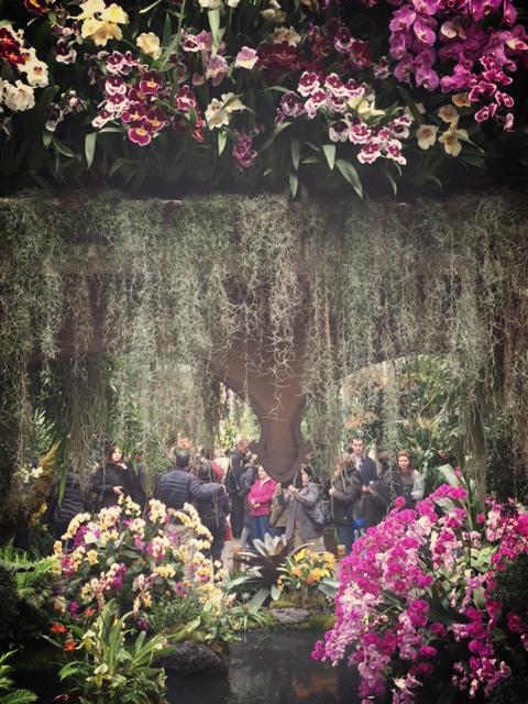 orchid paradise