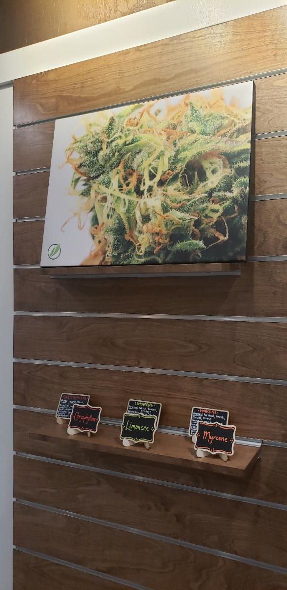 Virtual Member Showcase June 12 Fine Fettle Dispensary in Willimantic