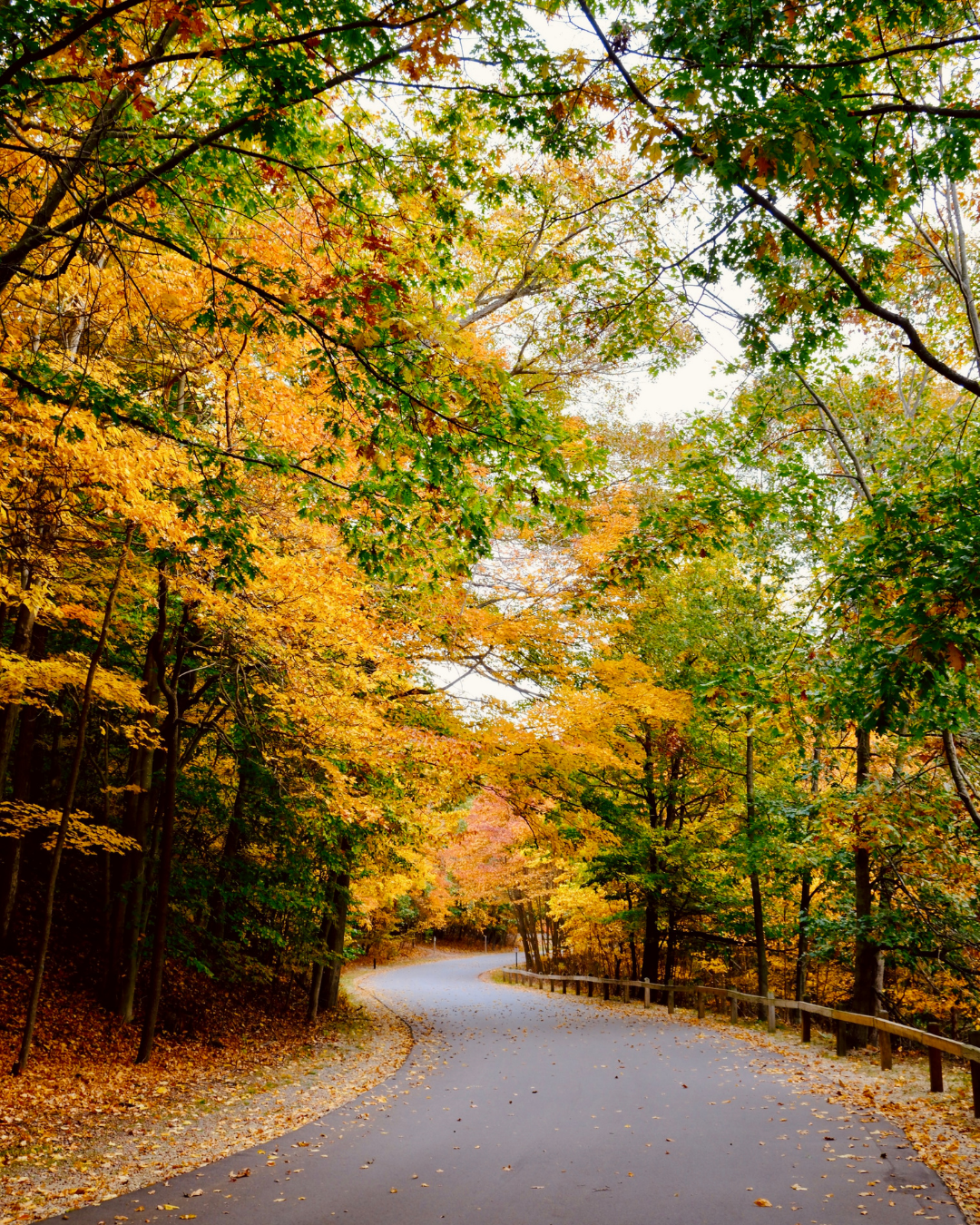 A quiet paved road curves through a dense autumn forest, framed by glowing orange and gold leaves, green branches, and a wooden fence.
