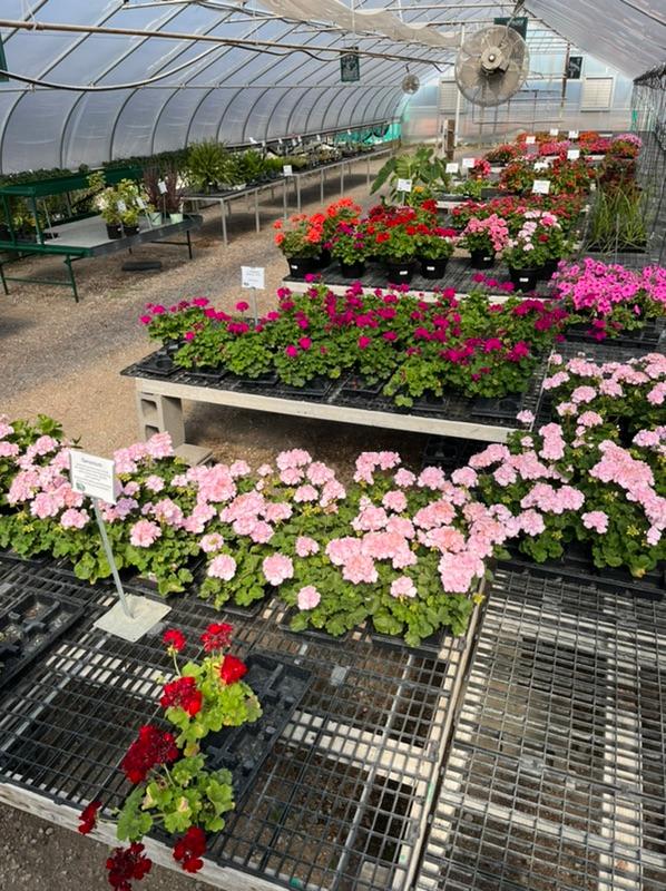 Annuals 1/2 Off Sale 😍