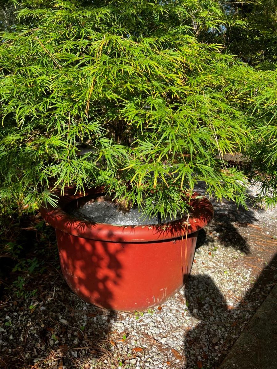 Extreme Heat Advice for your trees