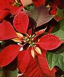 poinsettias