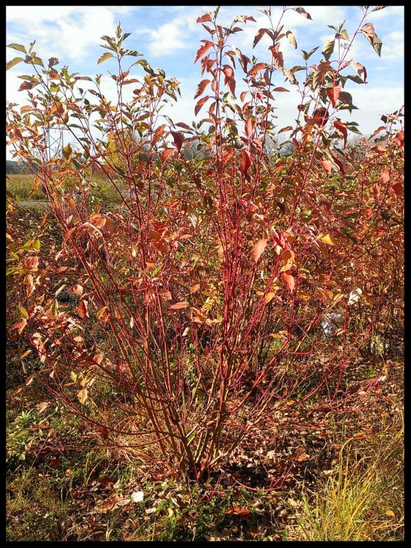 Invasive Shrubs and Their Native Alternatives!