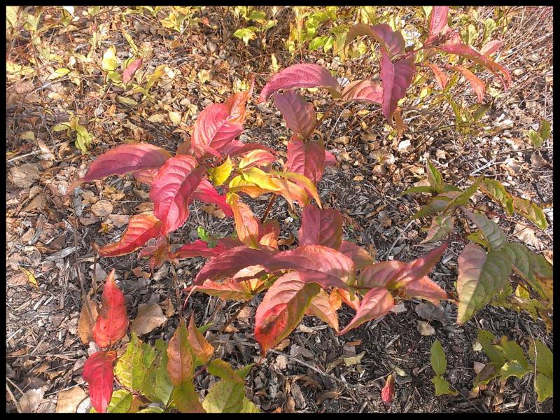 Invasive Shrubs and Their Native Alternatives!