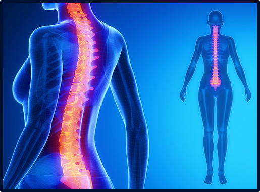 Spine 4 - normal.png