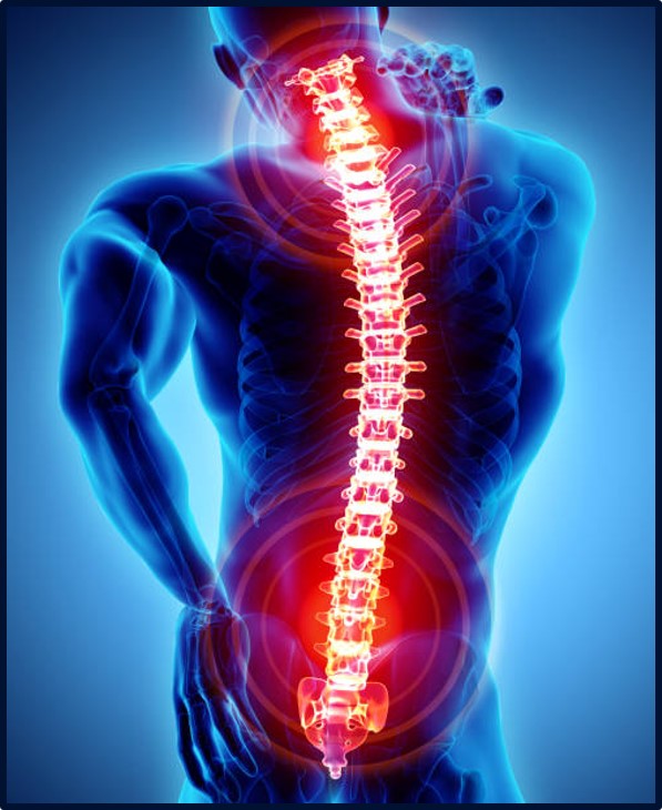 Spine 2 - normal.jpg