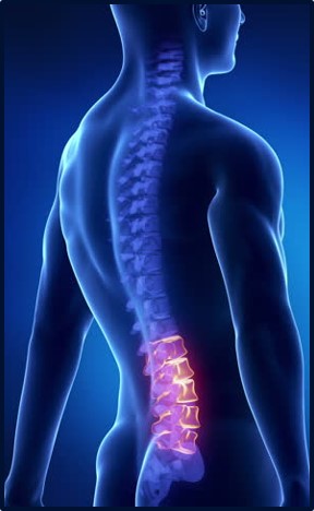 Spine - length.jpg