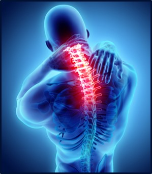 Spine 2 - normal 2.jpg