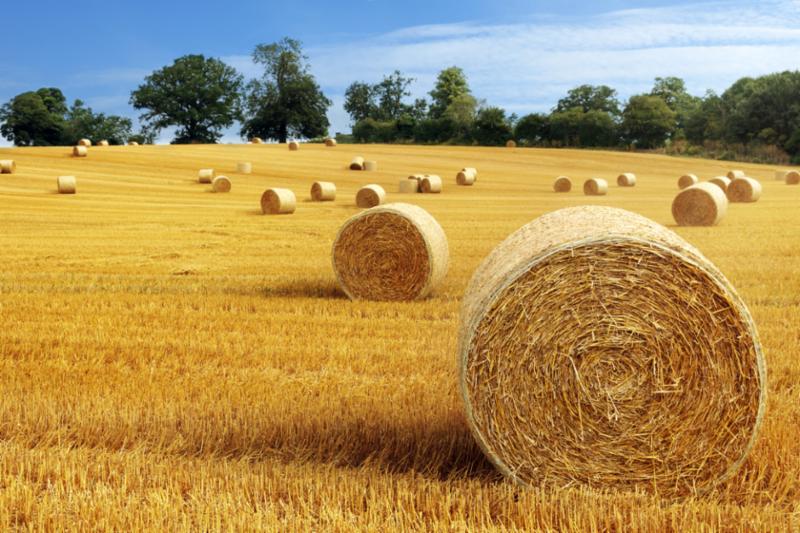 hay_bale_harvest_field.jpg