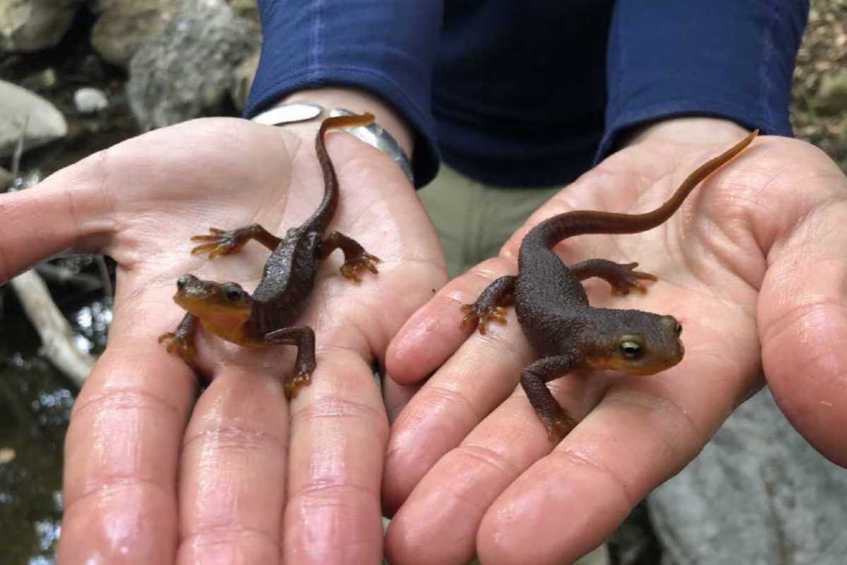 Two newts from Southern California, the newt on the left showing 20% reduced body condition. Photo source: Gary Bucciarelli/UCLA.