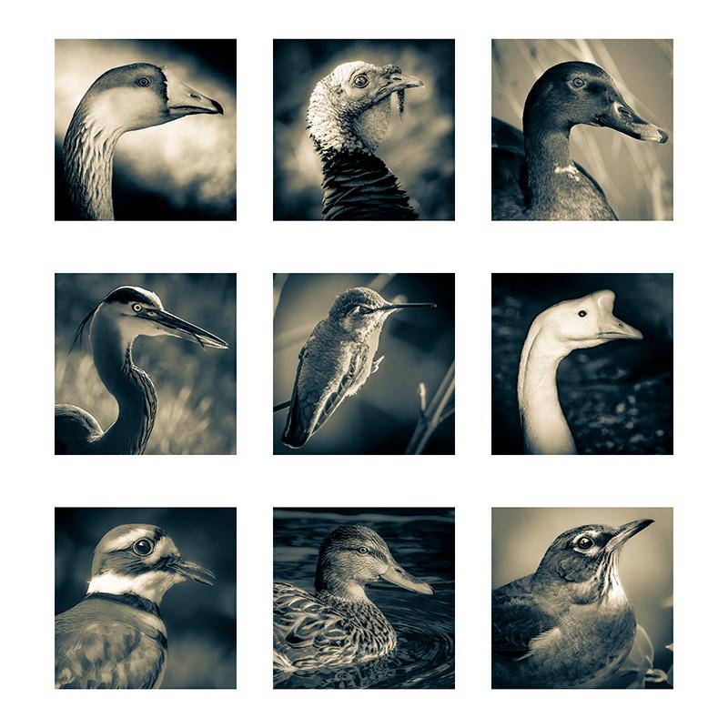 Jeff Heyman Fine Art Photography, Birds Eye Enneade