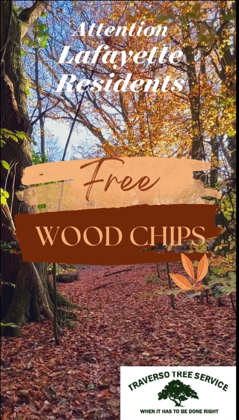 Traverso Tree Service