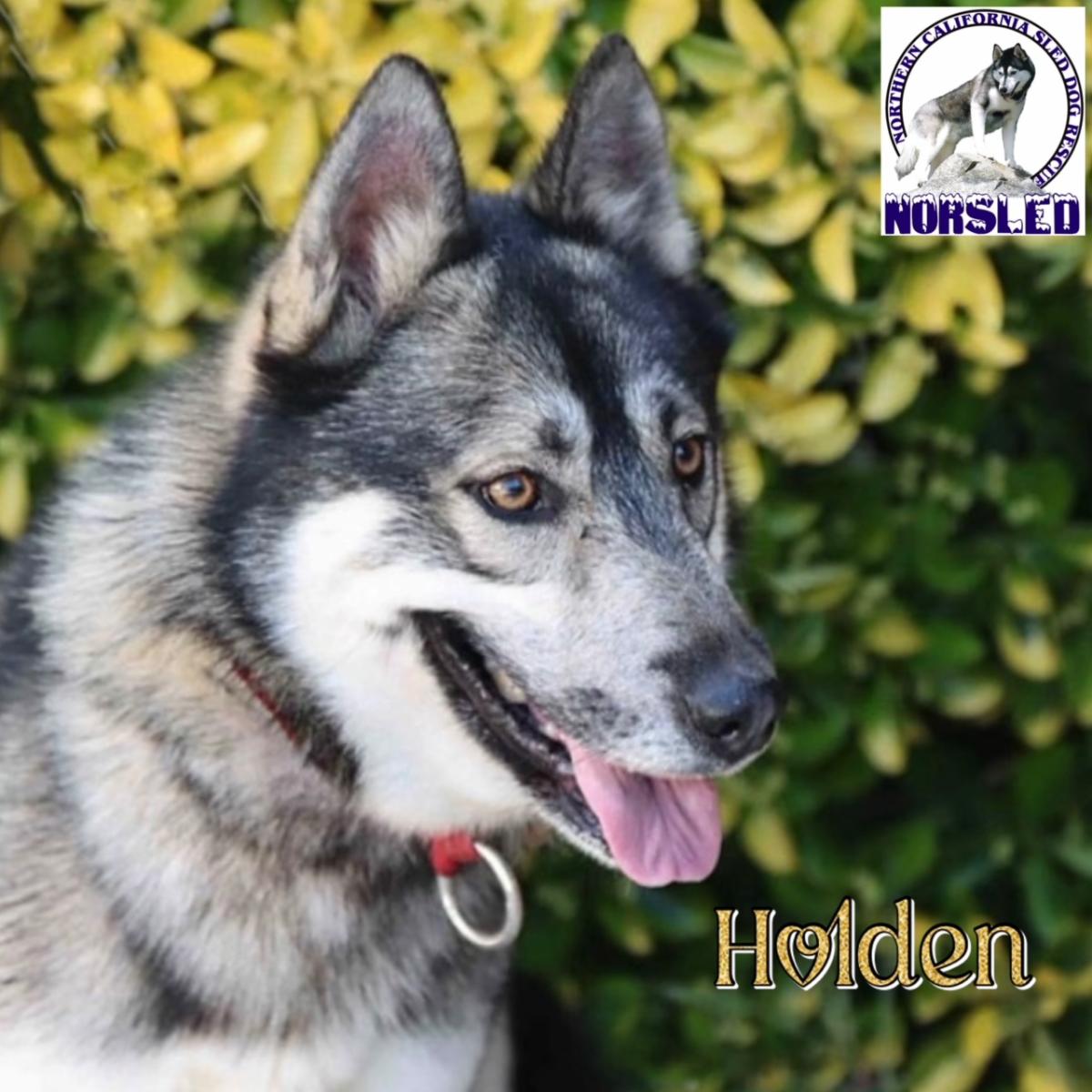 Northern California Sled Dog Rescue (NorSled)