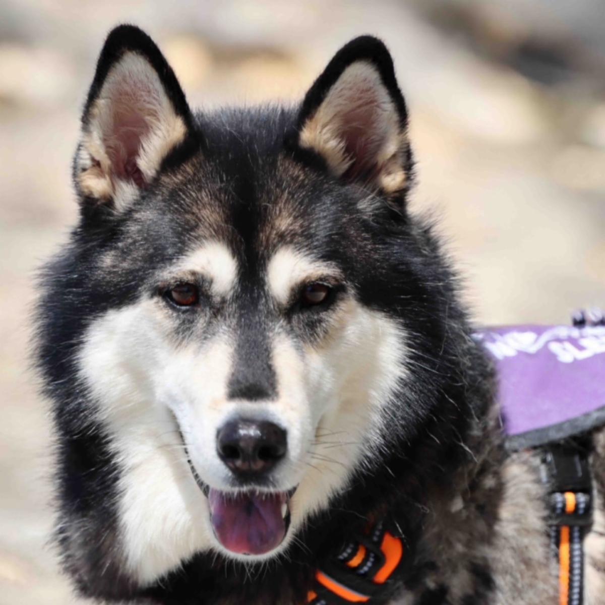 NorSled Dog Rescue
