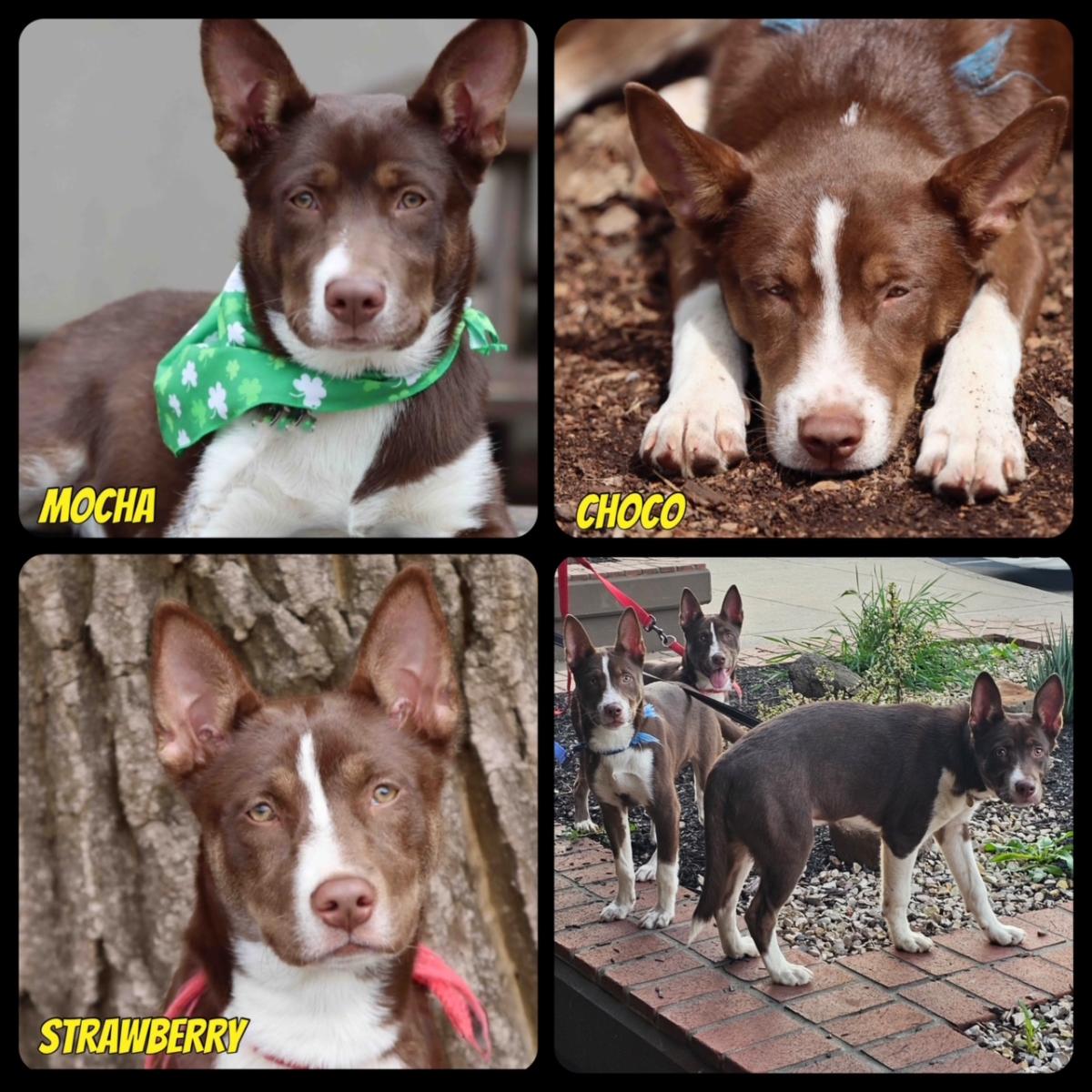 NORSLED, Northern California Sled Dog Rescue