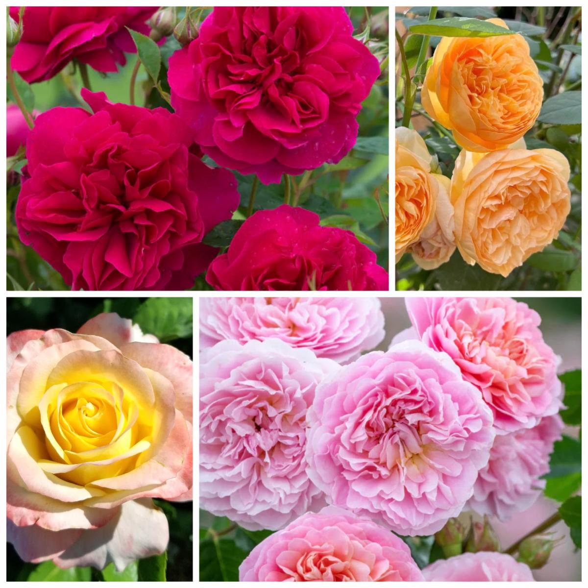 Fruit Trees & Roses Are Here