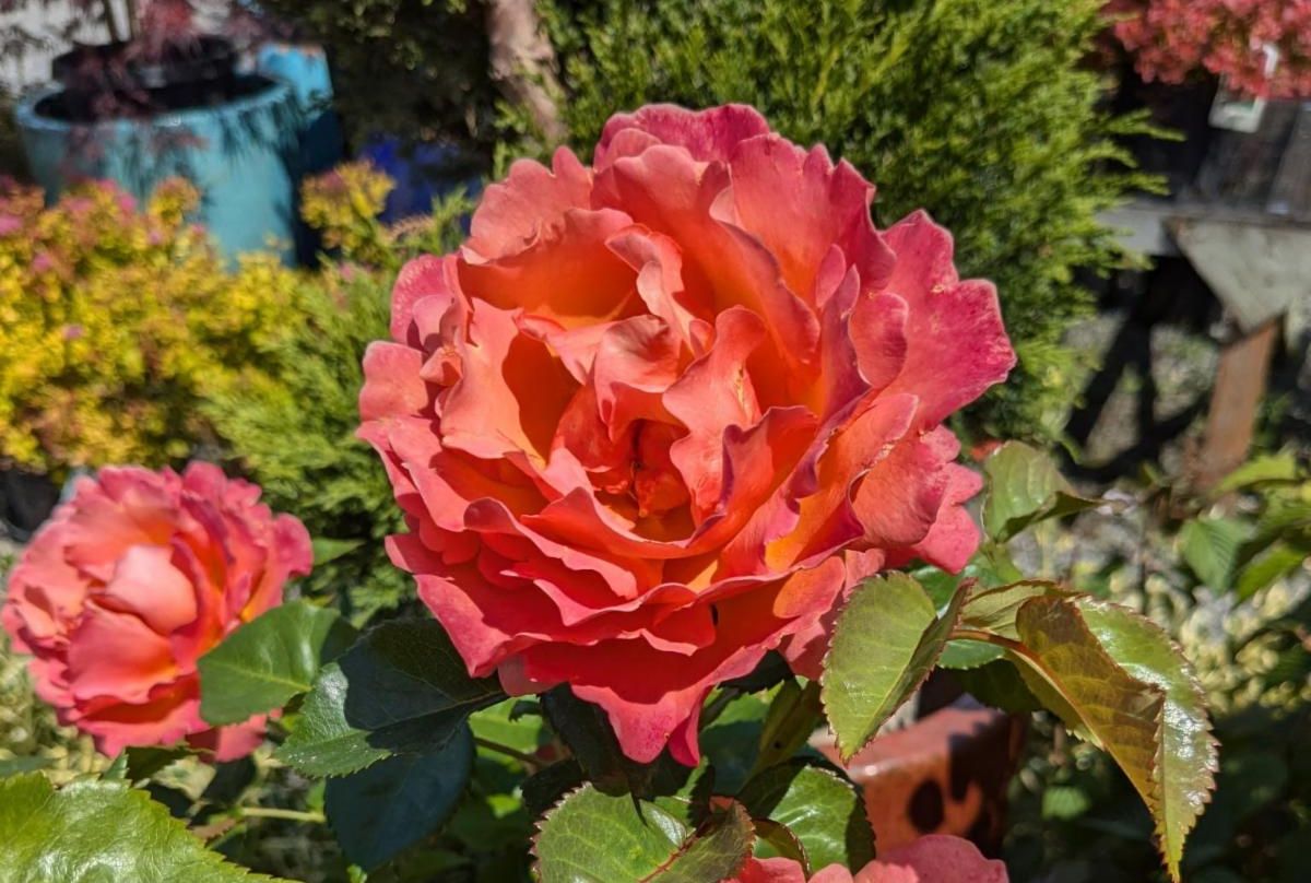 For The Love Of Roses!