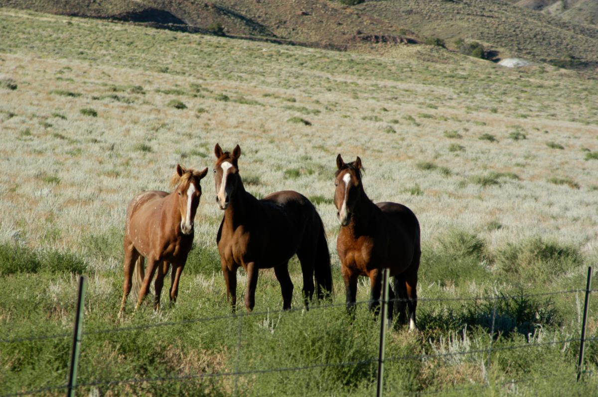 Montgomery Pass mustang band 8-23-2023 by Craig C Downer