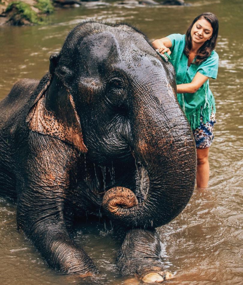 Elephant Camp new - 2020