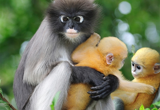 Dusky Langur with babies.