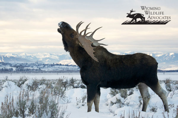 A bull moose captured by Kent Nelson.