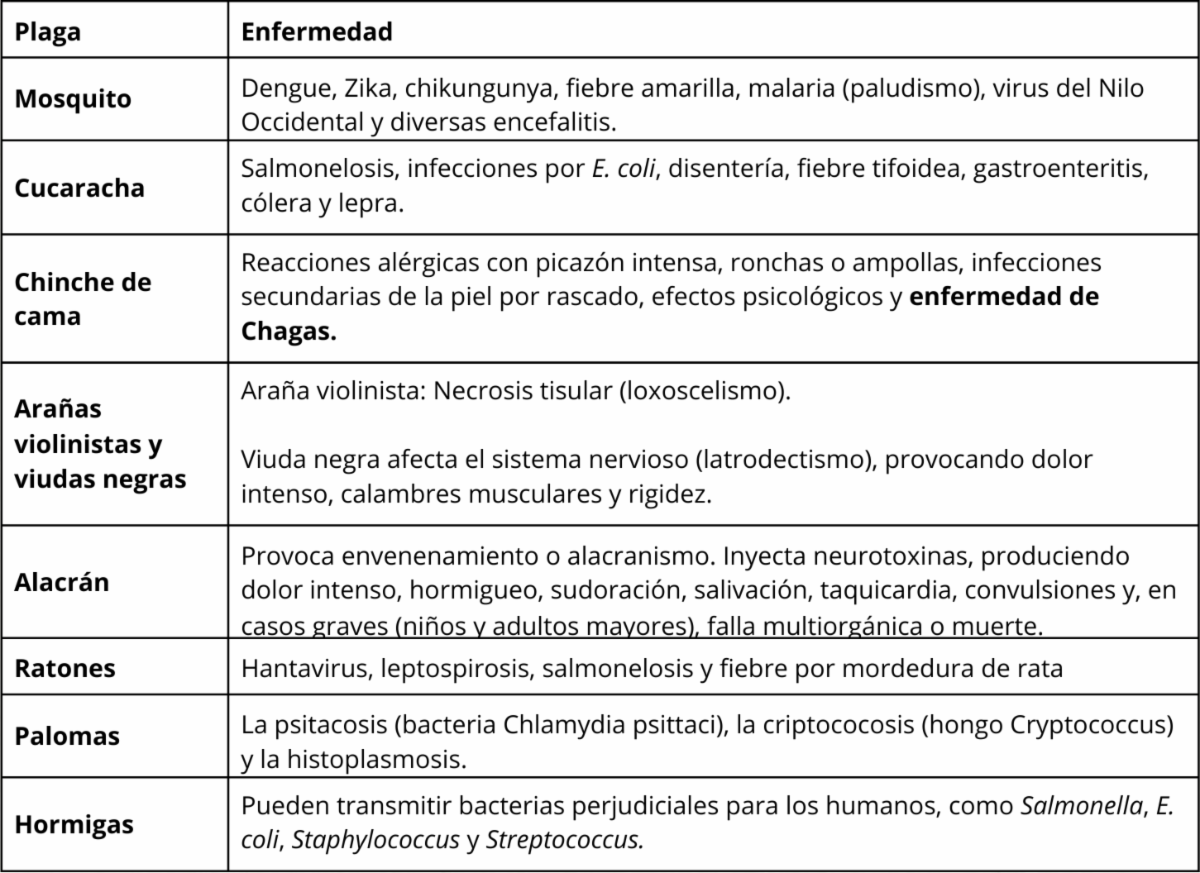 Noticias Chihuahua Pausa.MX Crece el riesgo para vacacionistas por plagas