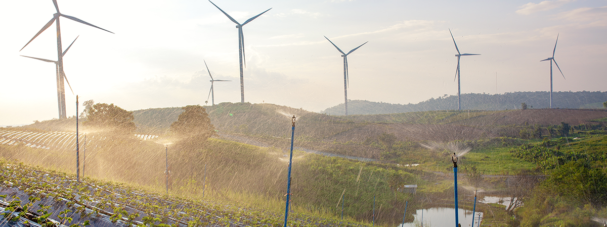 A photograph of strawberries being watered by spray irrigation heads with wind turbines in the background.