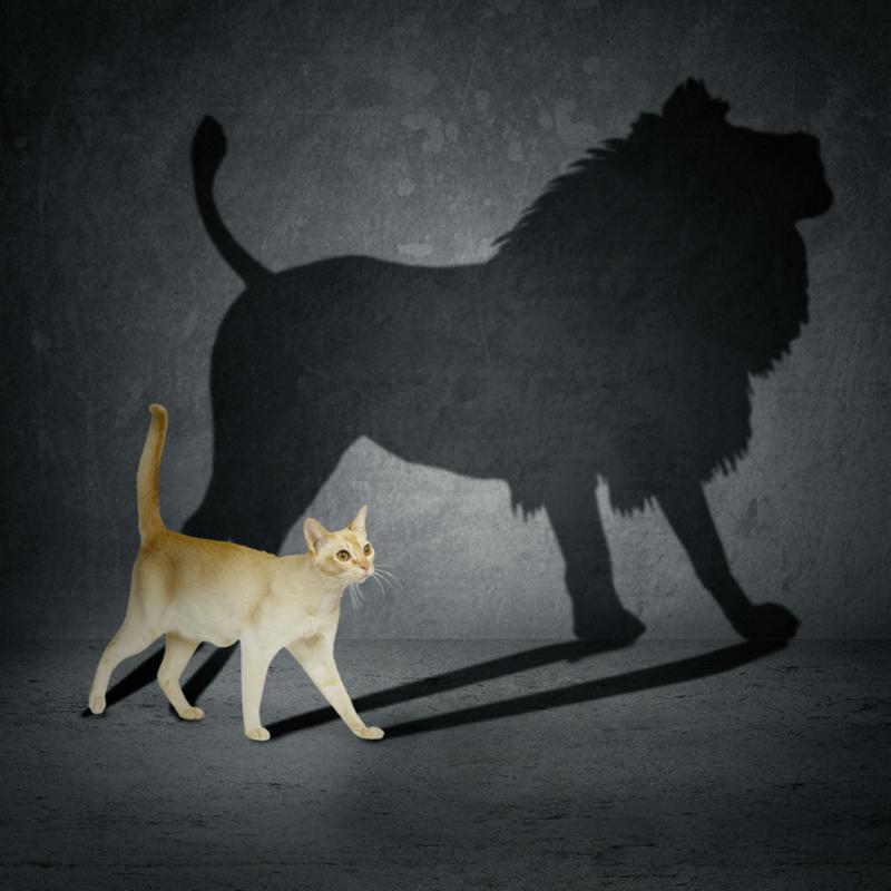 cat_with_lion_shadow.jpg