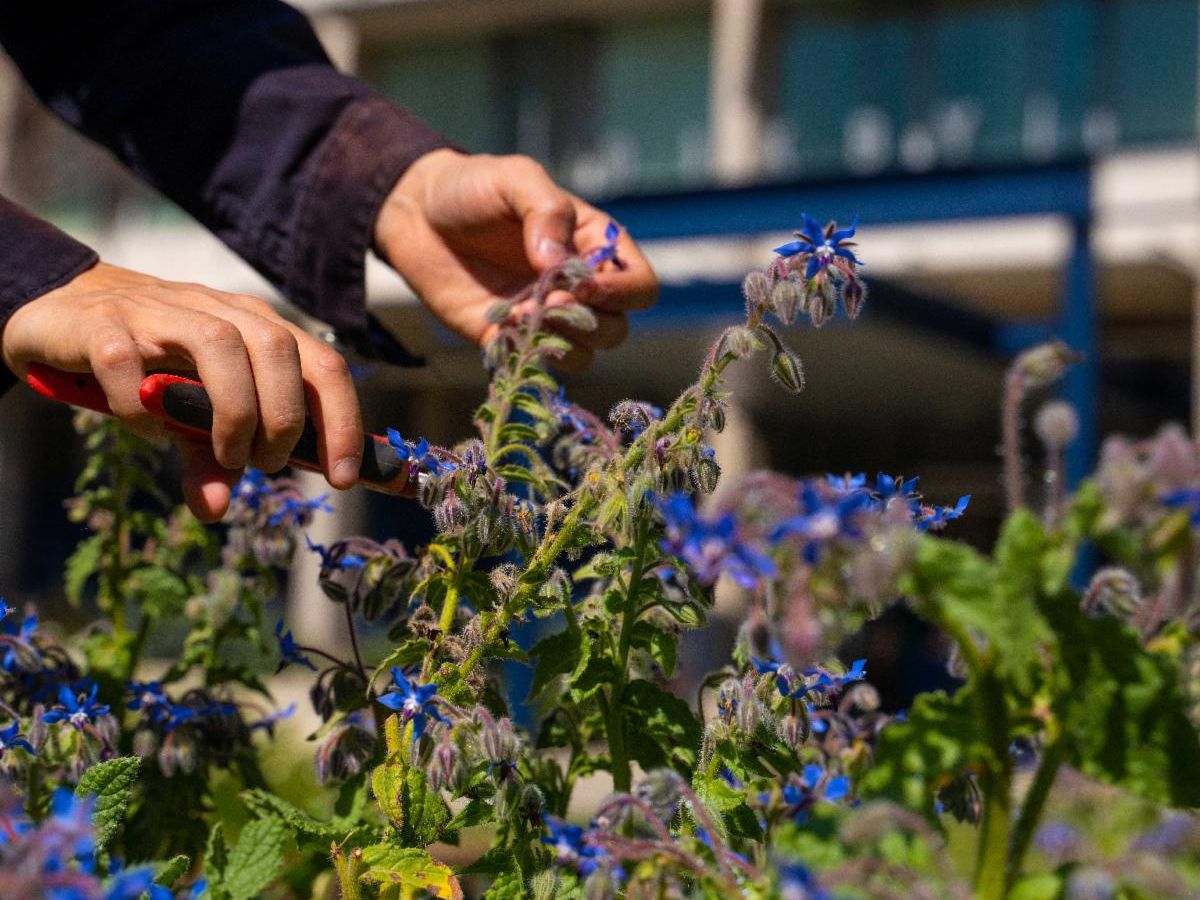 Hands clipping a sprig of a plant.