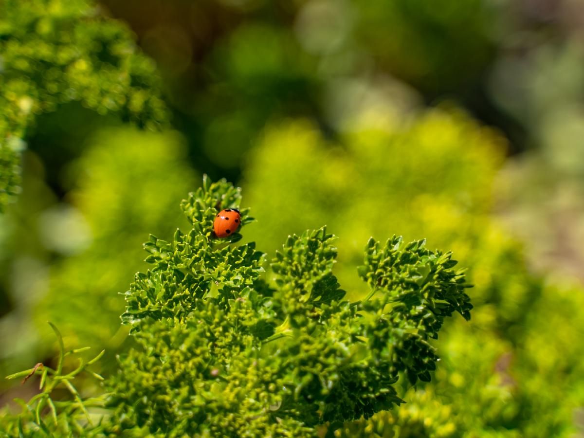 A ladybug on a branch
