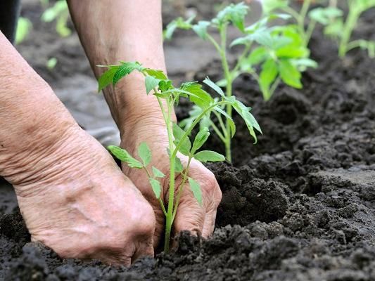 hands placing seedlings in soil