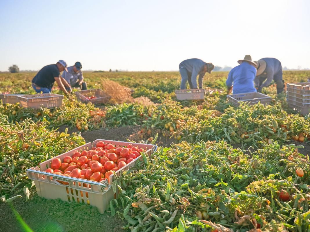 Farmers harvesting tomatoes