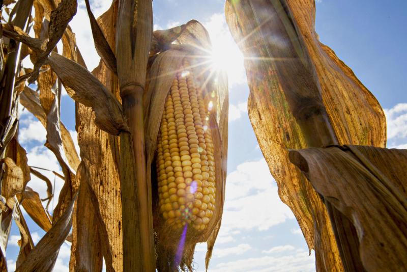 corn crops